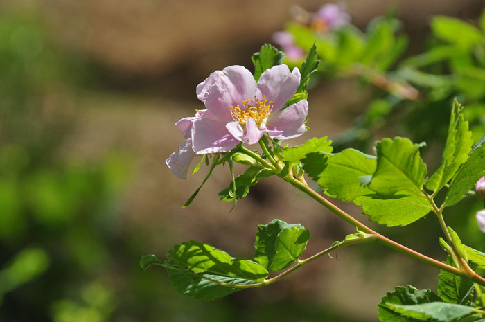 Woods Rose is a shrub or subshrub with pink or deep rose 2 inch showy flowers that grow in dense thickets. Rosa woodsii